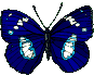 Schmetterling-blau